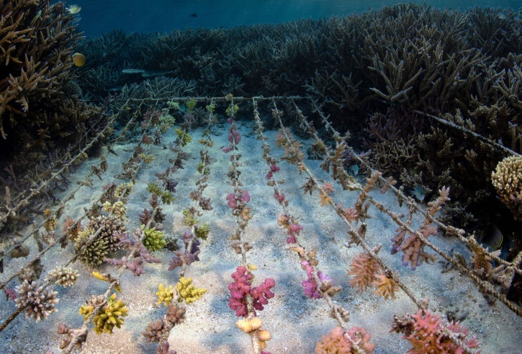 Fiji - Drawaqa Marine Conservation Trust