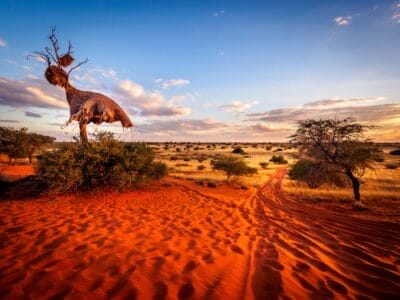 „Sonnenuntergang in der Kalahari-Wüste, Namibia – roter Sand mit Fußspuren, großer Baum mit Webervogelnest und blauer Himmel mit weißen Wolken.“