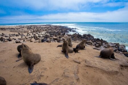 „Seelöwenkolonie am Strand der namibischen Küste mit Blick auf das Meer und bewölkten Himmel – Tierbeobachtung in Namibia.“