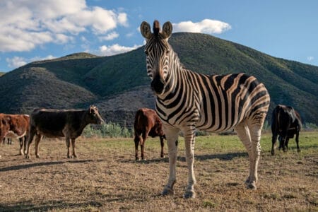 Zebra mit Kühen in einer Berglandschaft unter bewölktem blauem Himmel