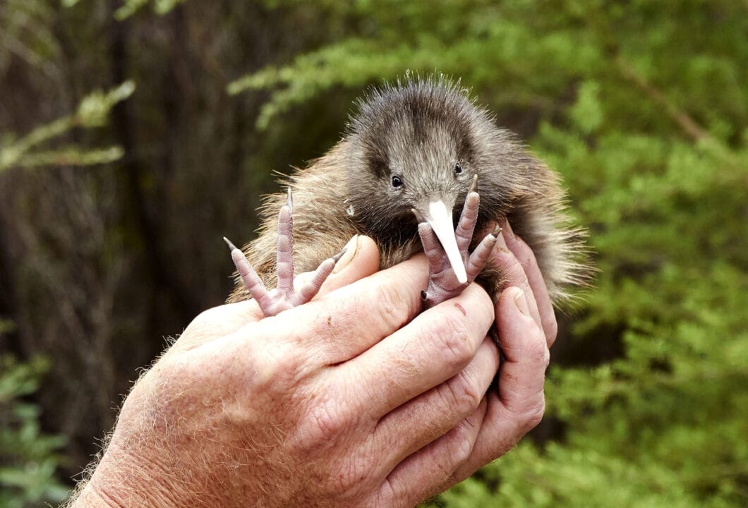 Neuseeland - The National Kiwi Hatchery Aotearoa