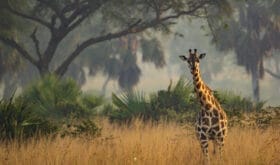 Natururlaub in Uganda