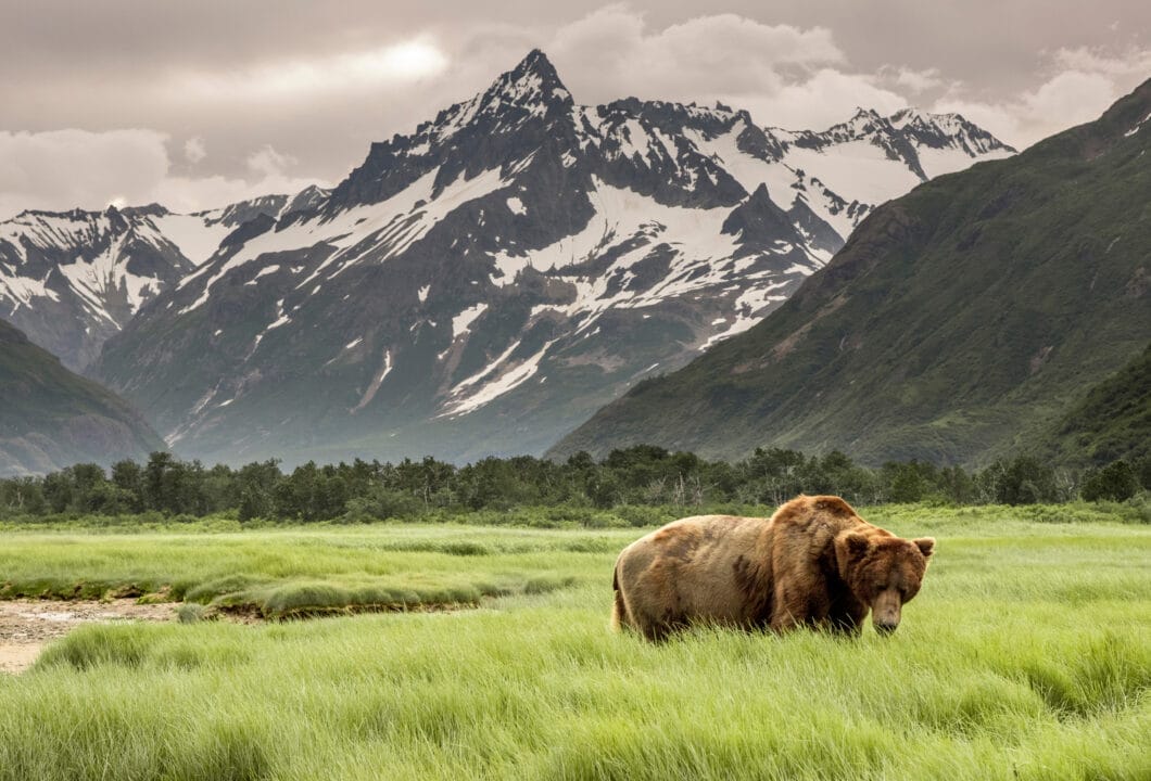 Katmai Nationalpark – Heimat der berühmten Braunbären