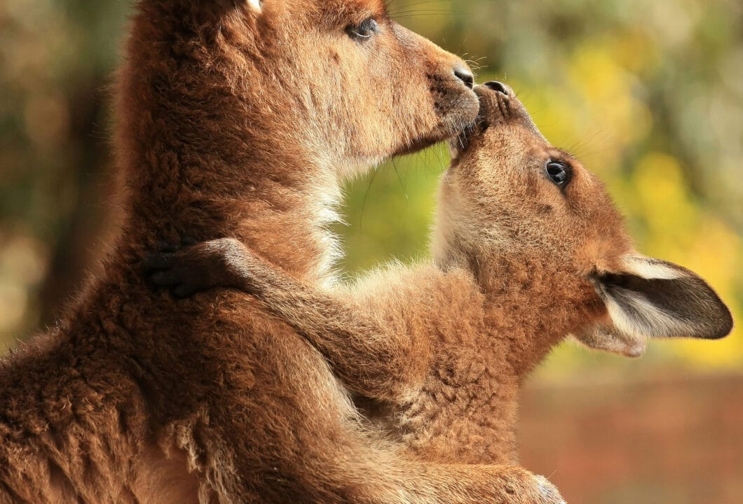 Kangaroo Island – Australiens Zoo ohne Zäune 