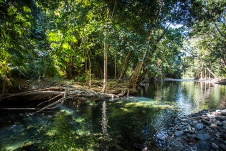 Fluss der durch den Dschungel fließt