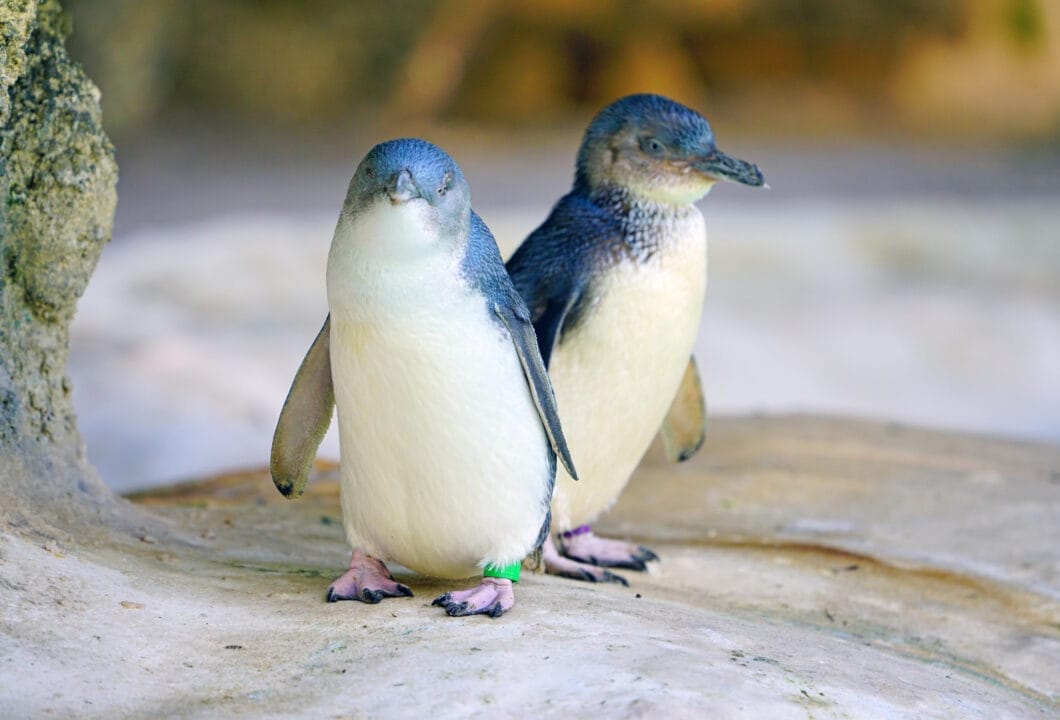 Phillip Island – die Insel der Zwergpinguine 