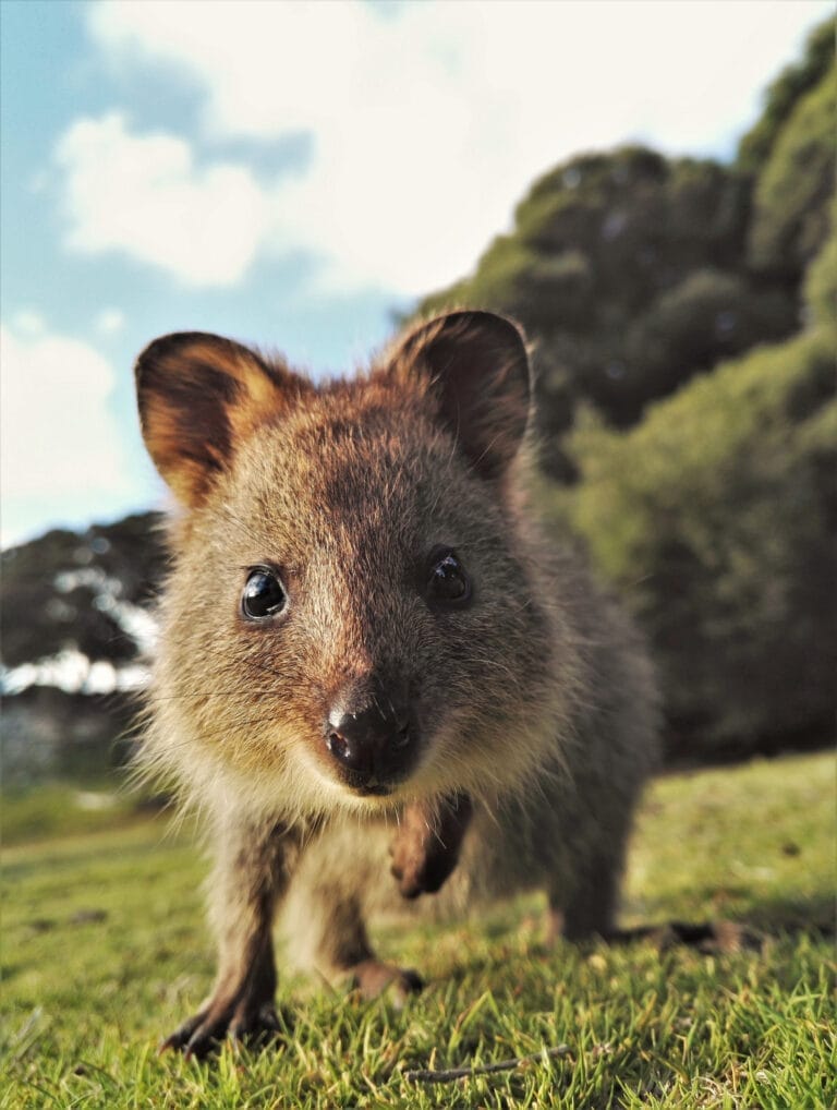 On the Wild Side - Campingglück an Australiens ungezähmter Westküste (PPA/RS002)
