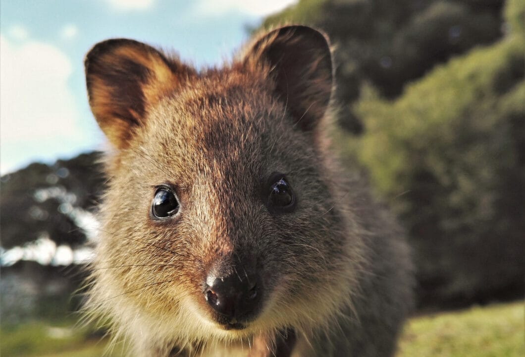 Rottnest Island – Täglich grüßt das Quokka 