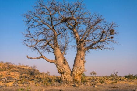 „Alter Baobab-Baum mit zwei Stämmen im Chobe-Nationalpark, Botswana – trockene Landschaft unter klarem blauem Himmel, ideal für Naturreisen und Safari-Fotografie.“