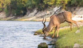 Male Kudu drinking in the Chobe river, Botswana