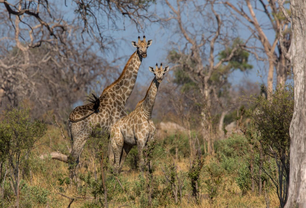 Linyanti - exklusives Safariabenteuer