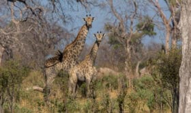 2 Giraffes in the Linyanti swamps, Botswana