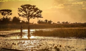 Beautiful, spectaculair mirror reflections and a traditional Mokoro on the Okavango Delta, Botswana