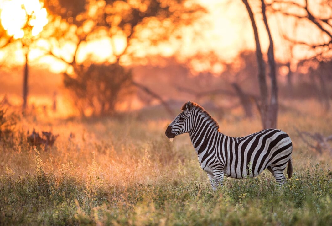 Savuti - Migration der Zebras
