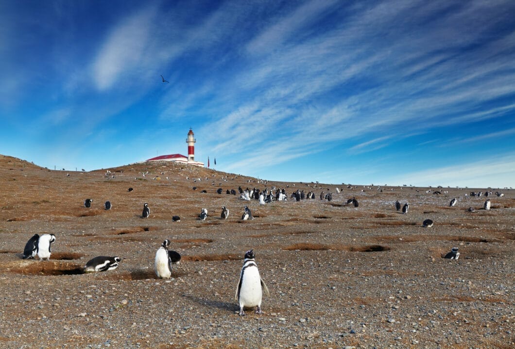 Punta Arenas & Isla Magdalena – Magellan-Pinguine