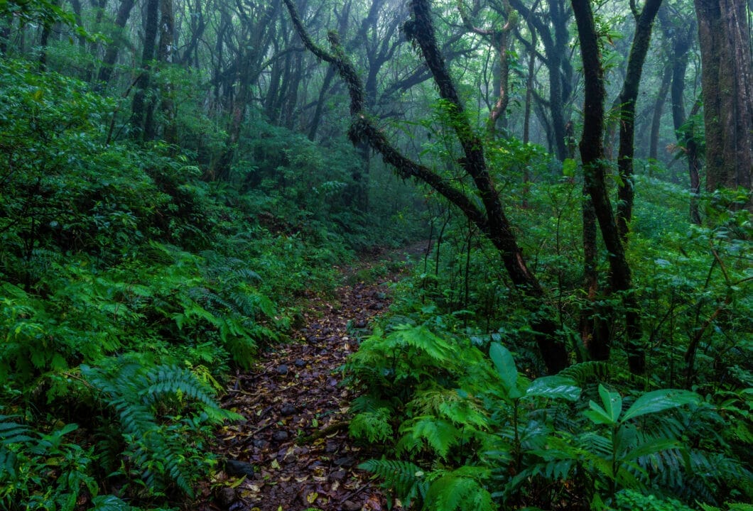 Braulio Carrillo NP – Die Lunge der Hauptstadt 