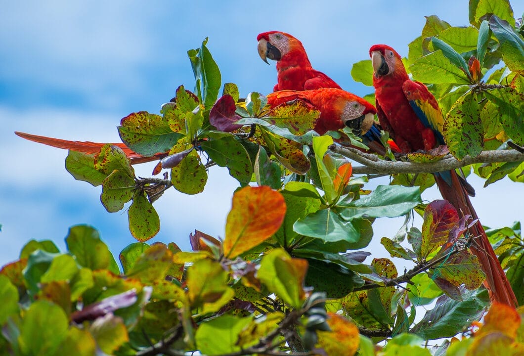 Natururlaub in Costa Rica