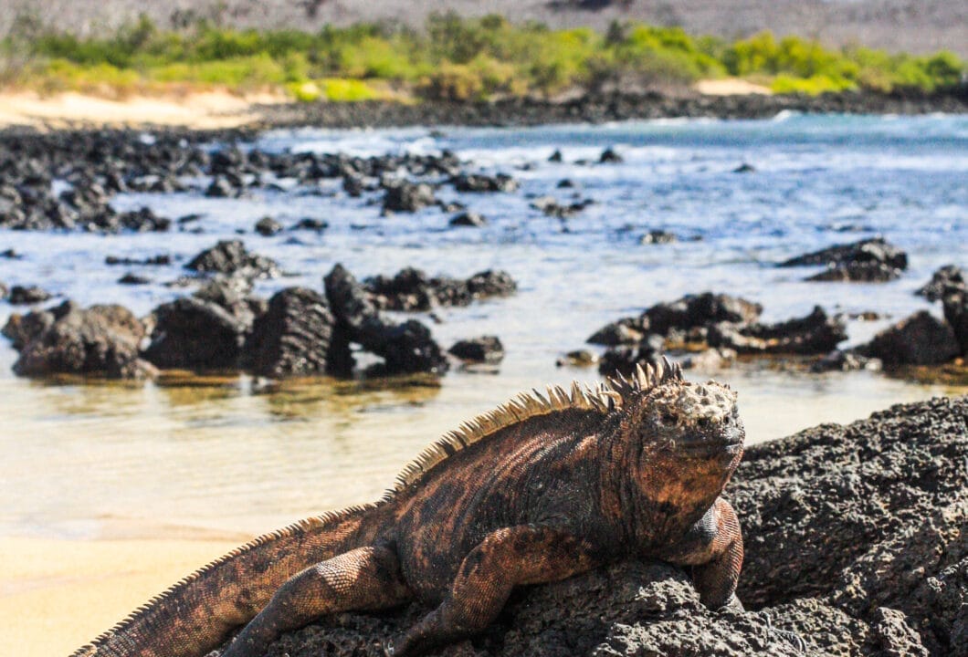 Galapagos – Vulkane, Meerechsen und Schildkröten