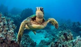 photo of Sea turtle in the Galapagos island