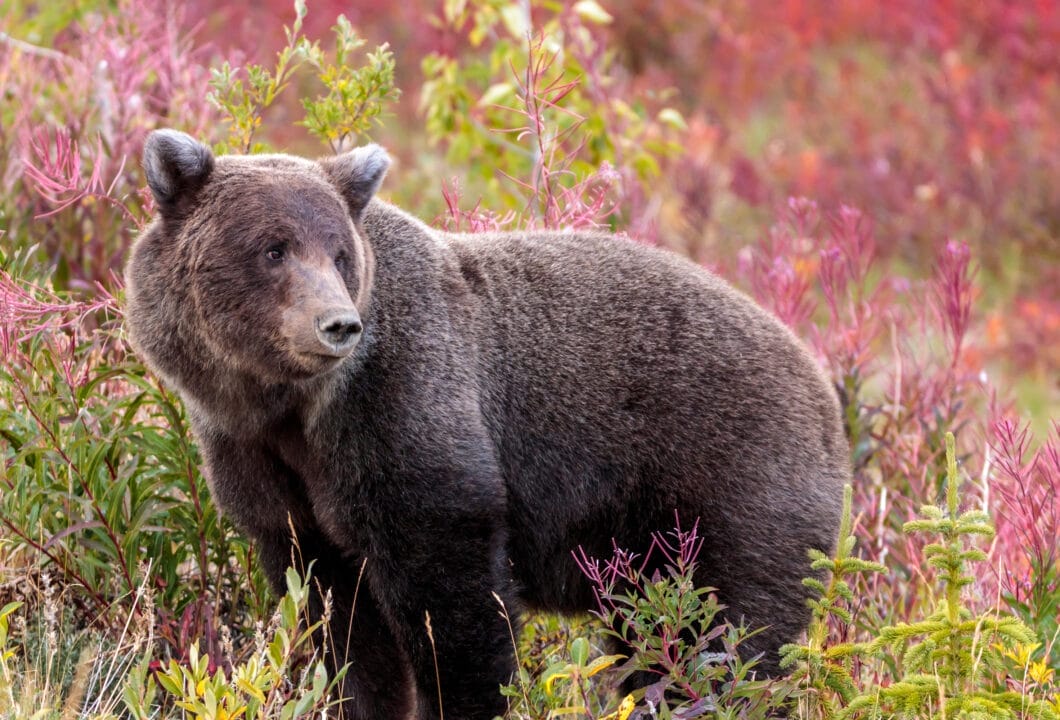 Kluane Nationalpark- wilde Schönheit
