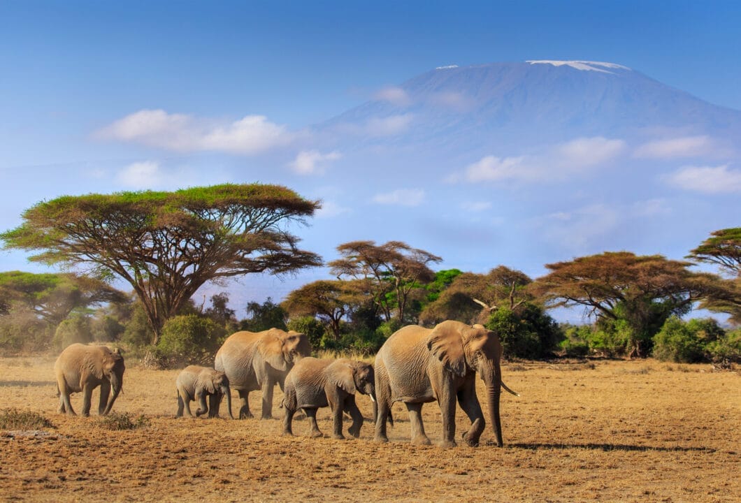 Majestätisches Amboseli