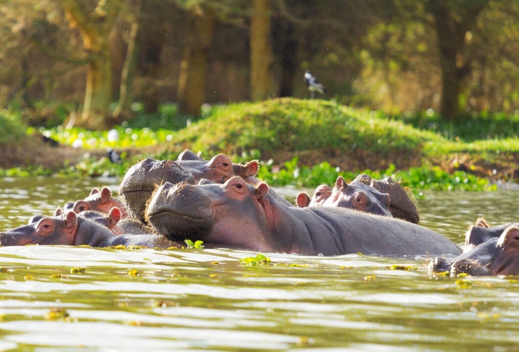 Lake Naivasha – Das Juwel Kenias