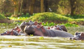 Gruppe von Flusspferden liegt dicht beisammen im Wasser eines grünen Flusslaufs.