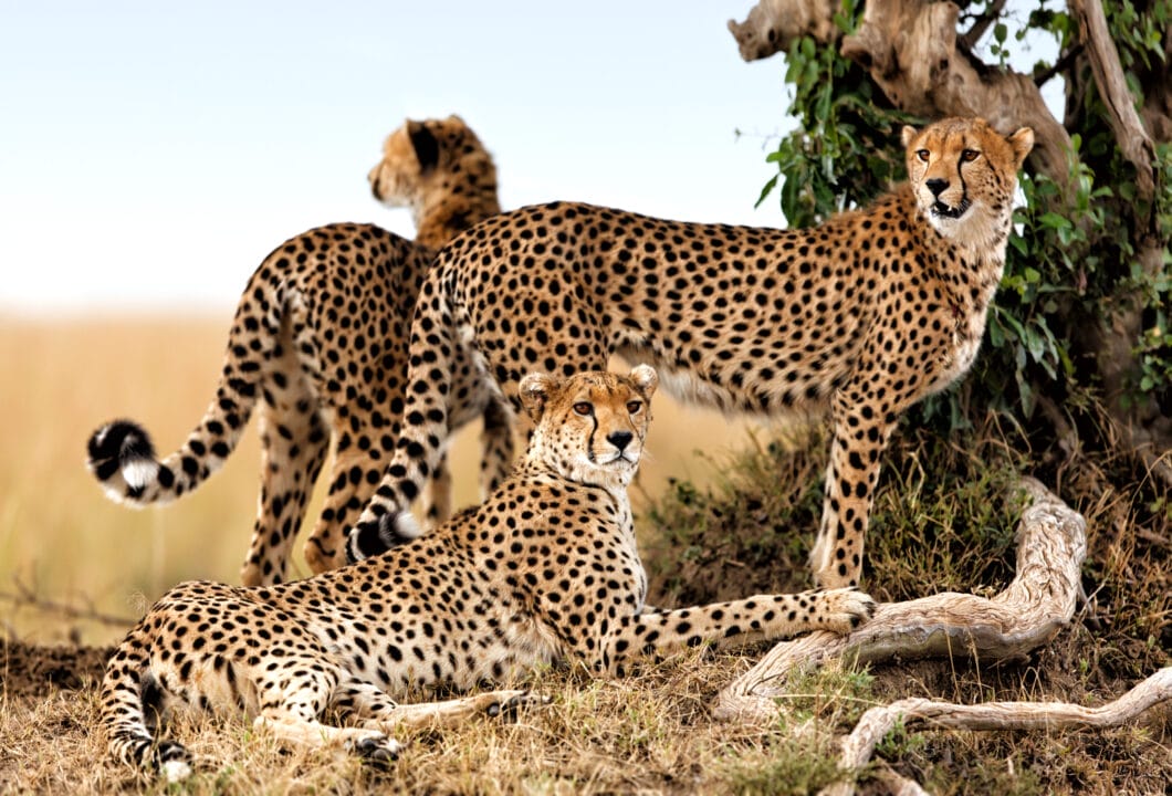 Gruppenreisen in Kenia