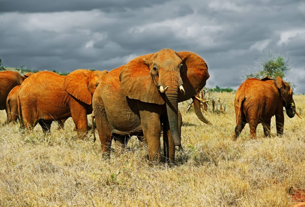 Tsavo Ost und West – Kenias große Wildnis