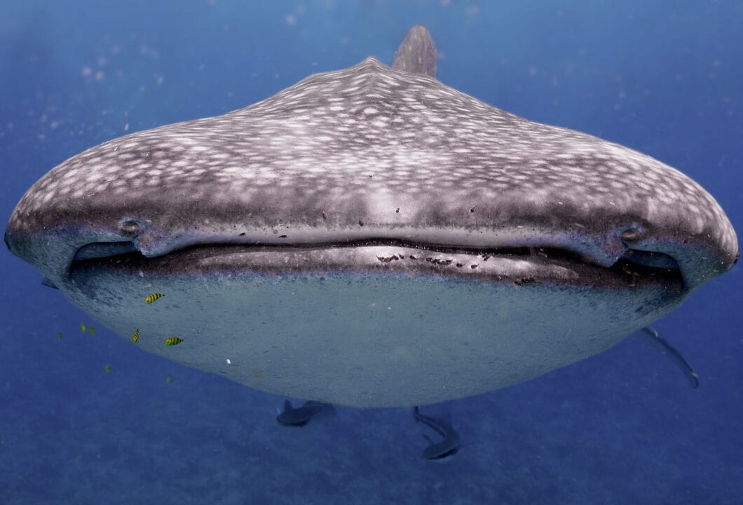 Tauchen im South Ari Atoll – Begegnung mit Walhaien