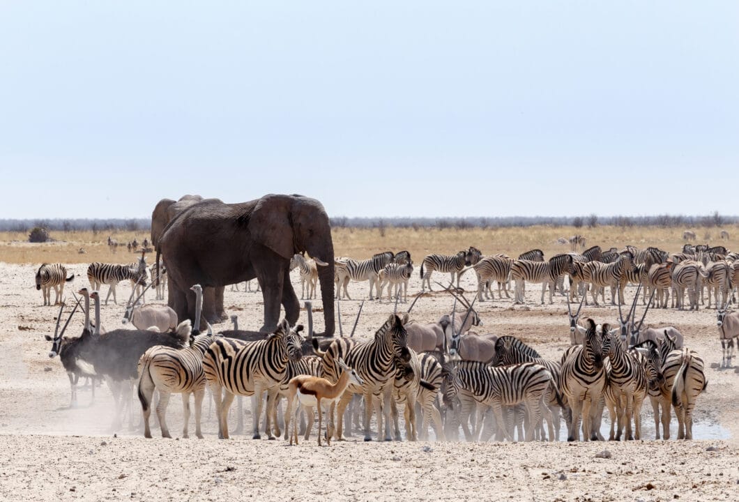 Etosha Nationalpark - Namibias Safari Hot Spot