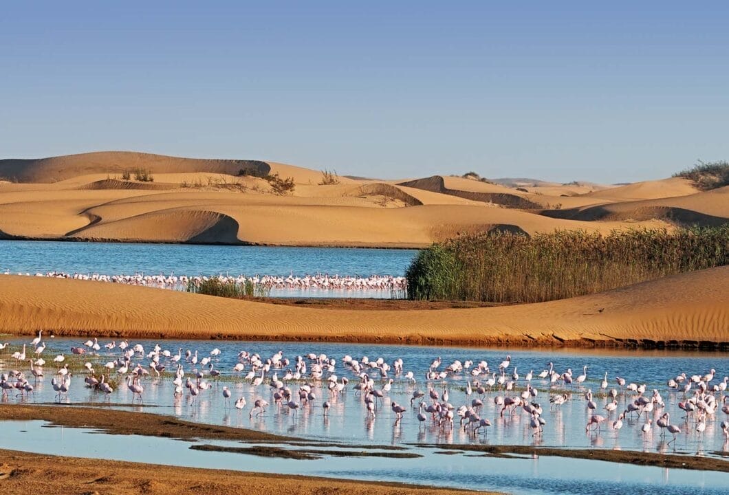 Walvis Bay - Flamingos in der Walfischbucht