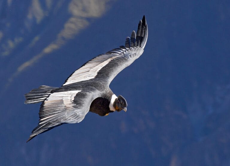 Peru – Im Reich der Inka (SAT007)