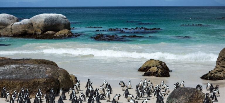 Kurztrip Kapstadt Individuell (H013)