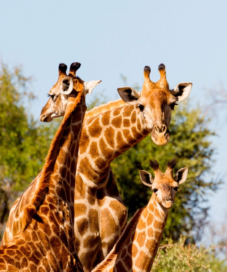 Südafrika Tierparadies Krüger (S003)