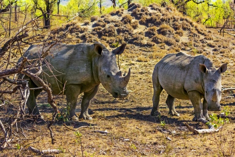 Faszination Südafrika als Privattour (AE010)