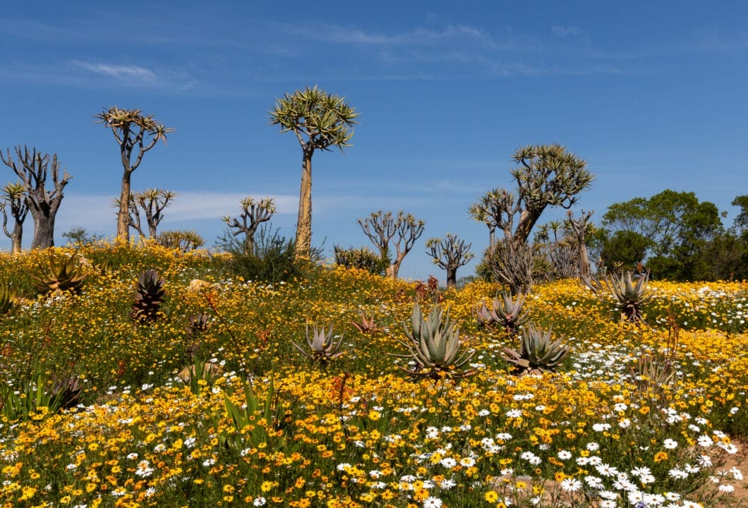 Namaqualand - Naturspektakel im Frühjahr