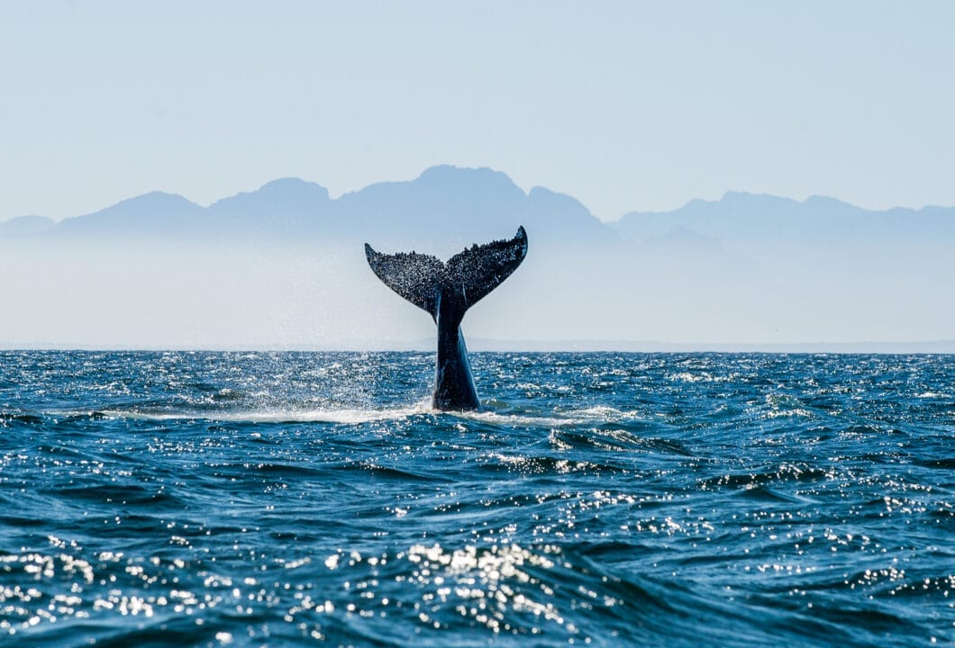 Whale Coast - mehr als nur Wale!