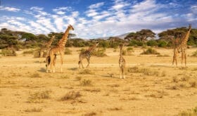 Tansania_Giraffen_Serengeti