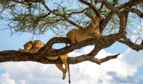 Sleeping and relaxing lions in a tree