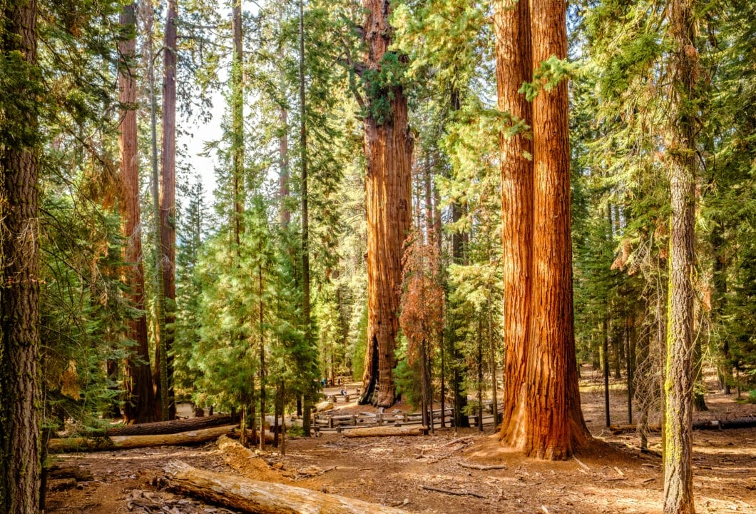Sequoia Nationalpark – Heimat der größten Bäume der Erde