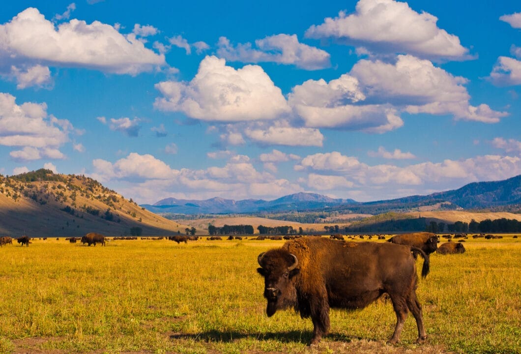 Yellowstone Nationalpark – Der erste Nationalpark der Welt