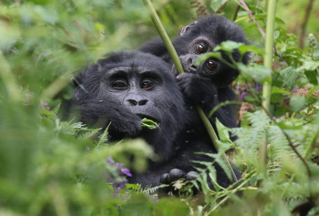 Bwindi Impenetrable Forest - Sanfte Riesen 