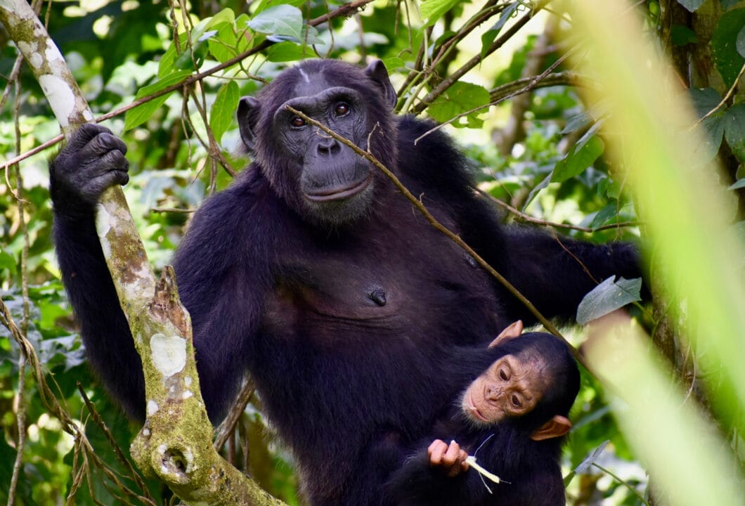 Kibale Nationalpark - Das Herz der Schimpansen
