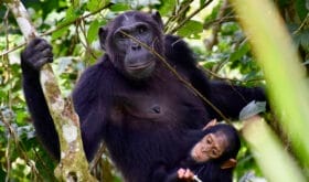A chimpanzee mother and child (Kibale NP, Uganda)