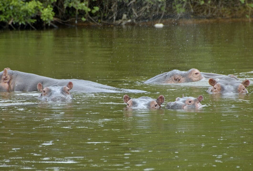 Lake Mburo NP - klein aber fein 