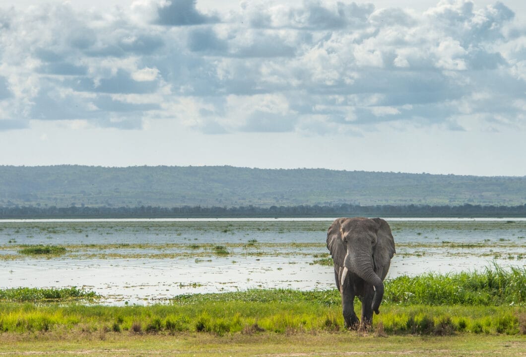 Murchison NP - mächtig tosender Wasserfall 