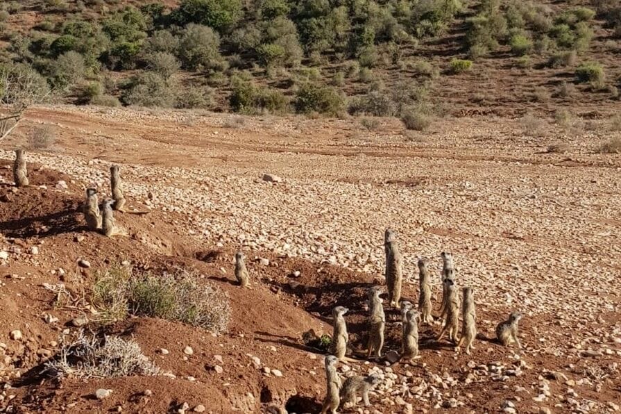 Karoo - weite Schönheit