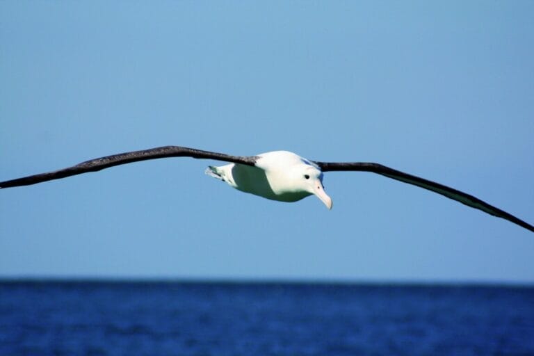 Neuseeland Panorama (TN022)