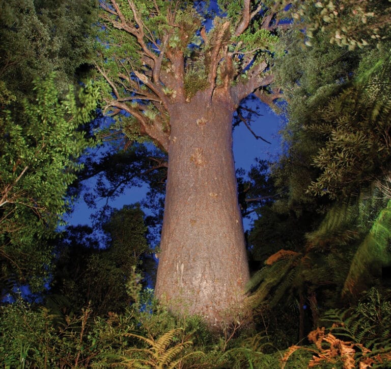 Neuseeland im Zeichen der Natur in exklusiver Kleingruppe (AI001)